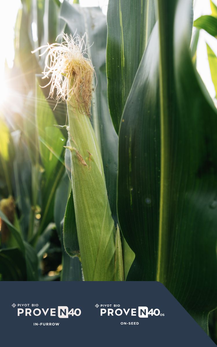 Photo of a Corn Crop with Pivot Bio Proven40 and Pivot Bio Proven 40 OS logos in the corner