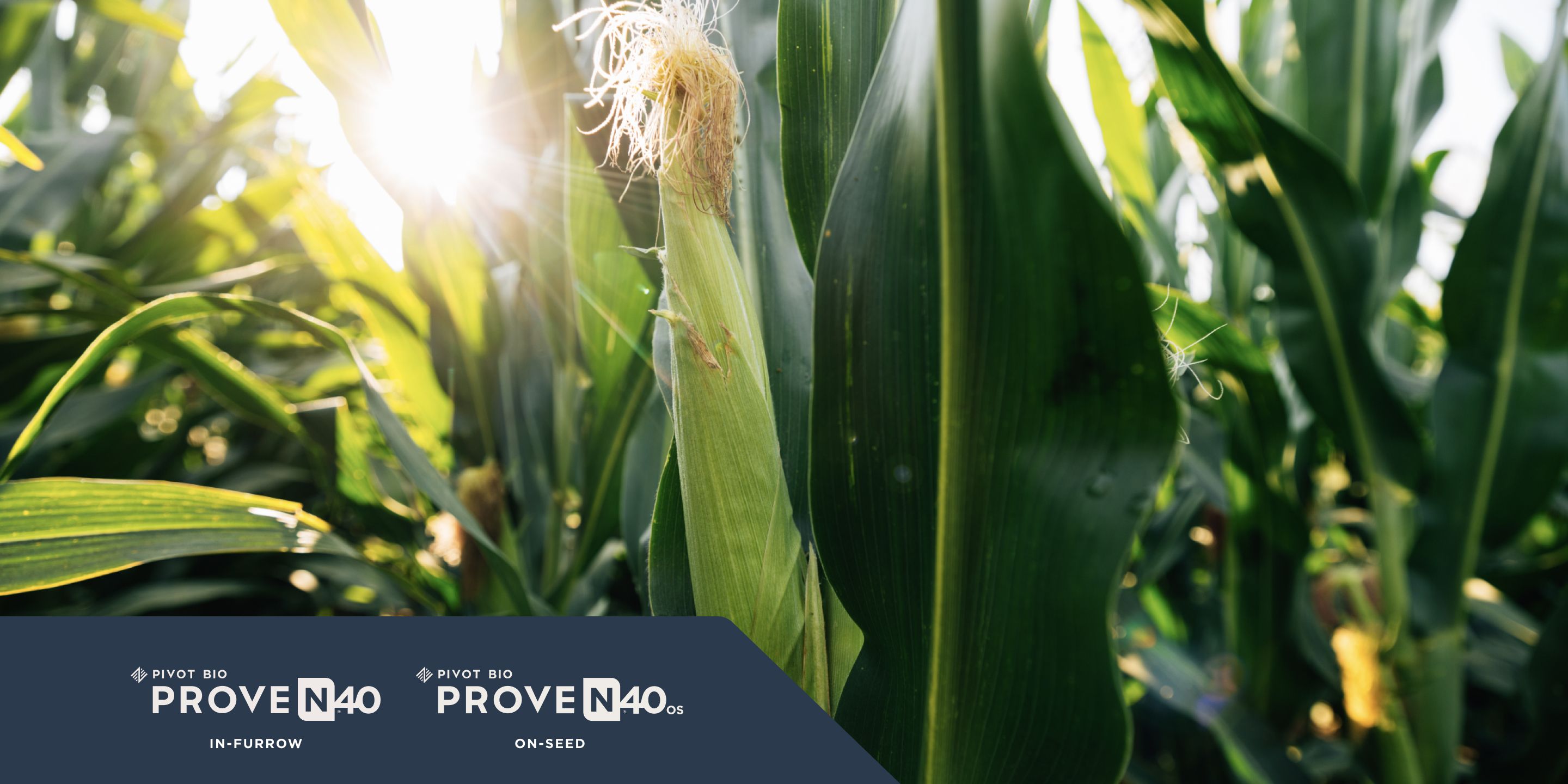 Photo of a Corn Crop with Pivot Bio Proven40 and Pivot Bio Proven 40 OS logos in the corner