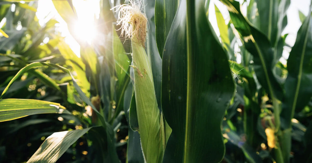 Photo of a Corn Crop