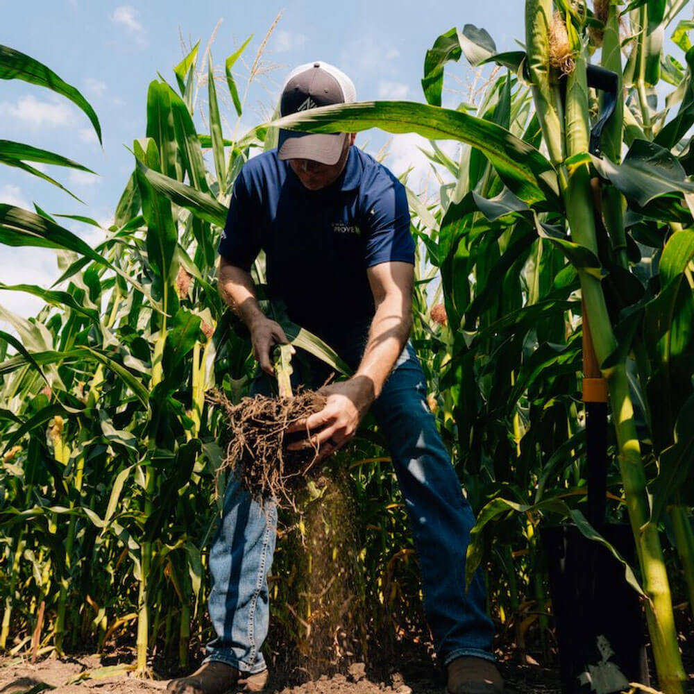 Pivot Bio Agronomist checking the roots of a corn plant