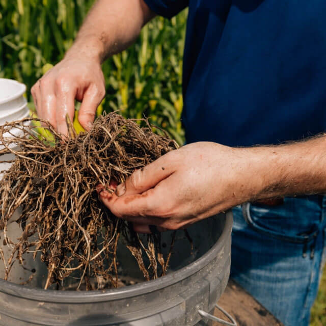 Close up of person look at corn roots.