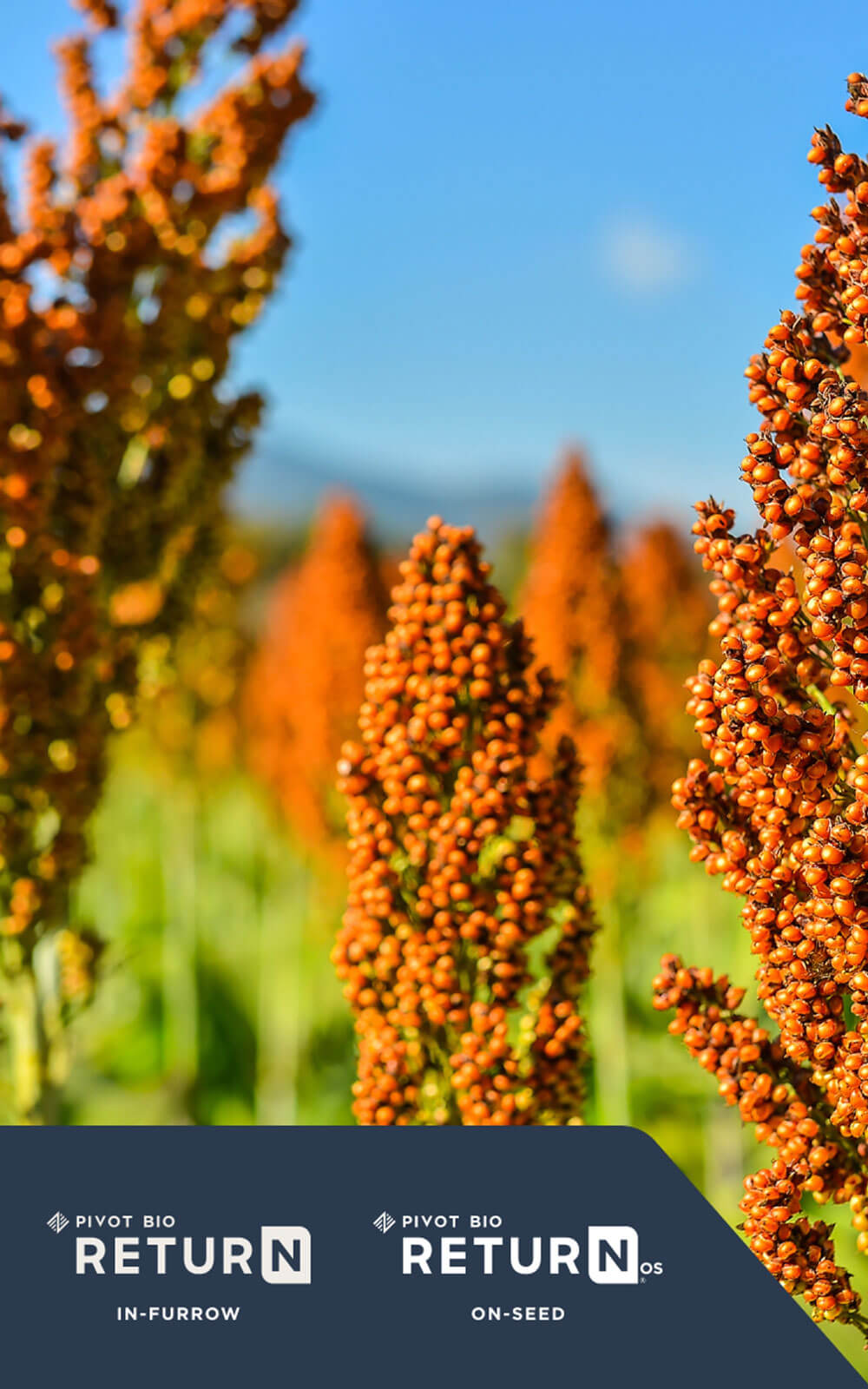 Photo of a Sorghum Crop with Pivot Bio Return and Pivot Bio Return OS logos in the corner