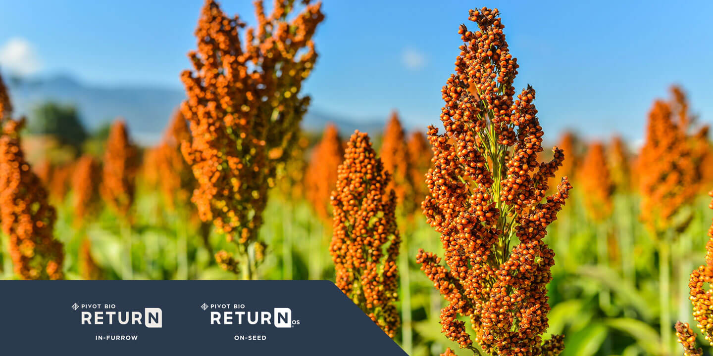 Photo of a Sorghum Crop with Pivot Bio Return and Pivot Bio Return OS logos in the corner