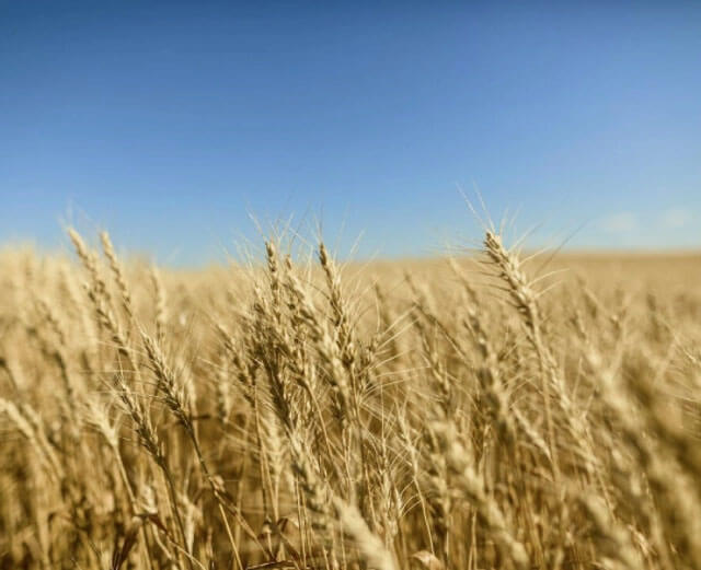 Photo of wheat field