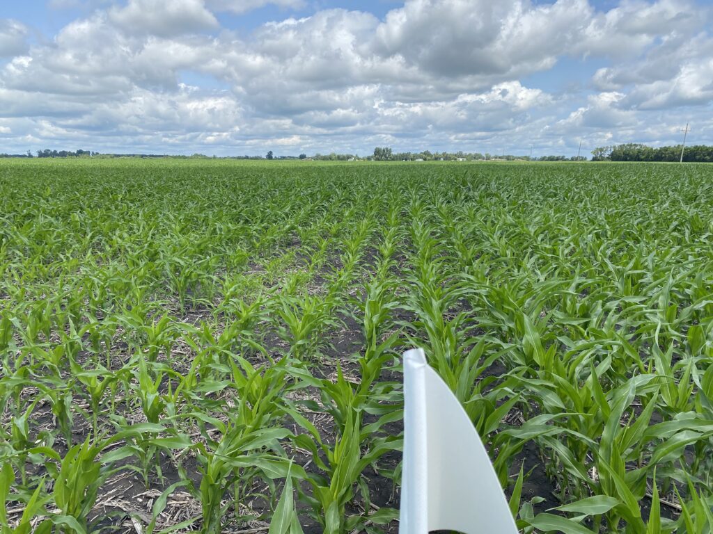 Northern Plains Corn